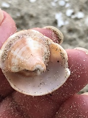 Fasciolaria
