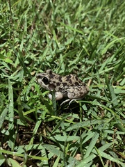 Leptodactylus troglodytes