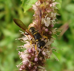 Cerceris atramontensis