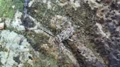 Acrocinus longimanus