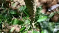 Micrathena