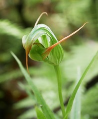 Pterostylis patens