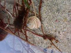 Calliostoma canaliculatum