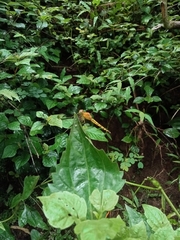 Neurothemis terminata