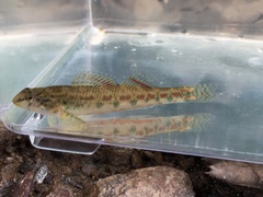 Etheostoma tallapoosae