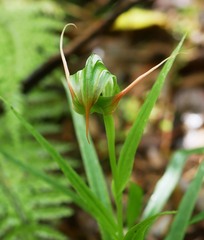 Pterostylis patens
