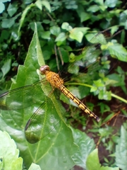Neurothemis terminata