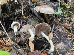 Agaricus diminutivus