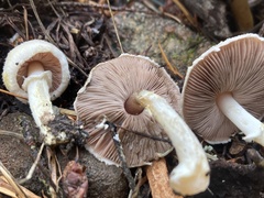 Agaricus diminutivus