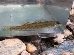 Etheostoma tallapoosae