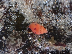 Amphissa versicolor