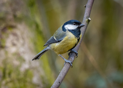 Parus major newtoni