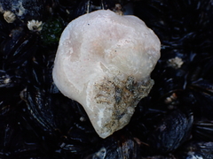 Aplidium californicum