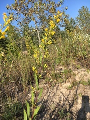 Solidago gillmanii