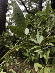 Euthoracaphis umbellulariae