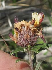 Pultenaea capitellata