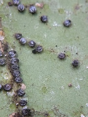 Euthoracaphis umbellulariae