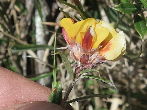 hard-head bush-pea (Pultenaea capitellata)