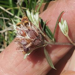 Pultenaea capitellata