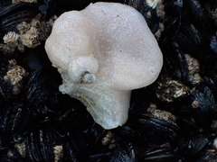 Aplidium californicum