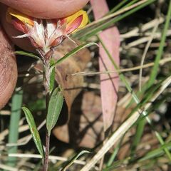 Pultenaea capitellata