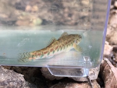 Etheostoma tallapoosae