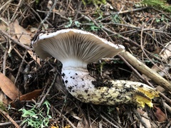 Gomphidius oregonensis