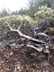 Tubariaceae