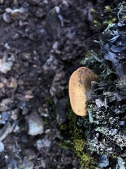 Tubariaceae