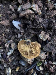Tubariaceae