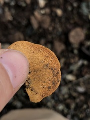 Tubariaceae