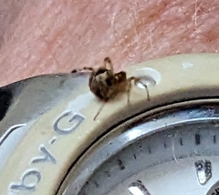 Cryptachaea veruculata