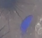 Stegastes acapulcoensis