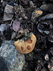 Tubariaceae