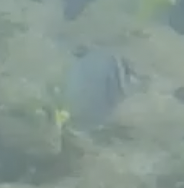 Prionurus laticlavius