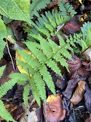 Athyrium asplenioides