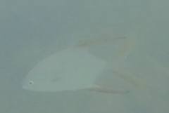Trachinotus rhodopus