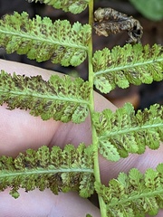 Athyrium asplenioides