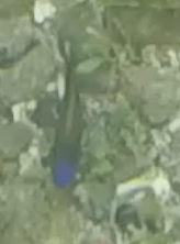 Stegastes acapulcoensis