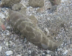 Sphoeroides annulatus