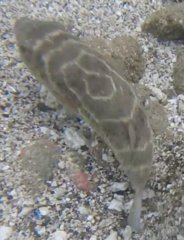 Sphoeroides annulatus