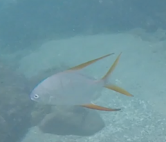 Trachinotus rhodopus