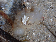Aplidium californicum