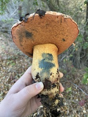 Suillellus amygdalinus