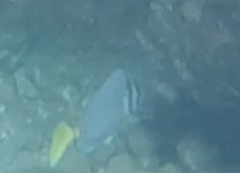 Prionurus laticlavius