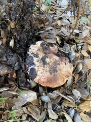 Suillellus amygdalinus