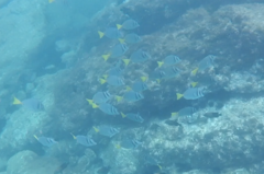 Prionurus laticlavius