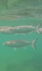 Mugil cephalus