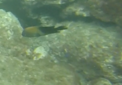 Stegastes acapulcoensis