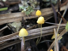 Mycena oregonensis